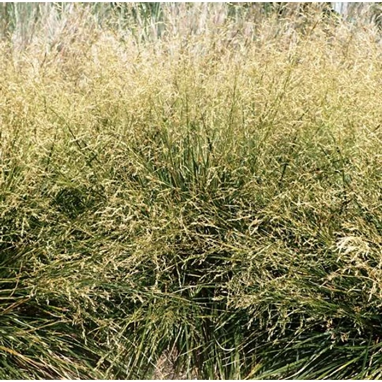 Gyepes sédbúza GOLDTAU K5   