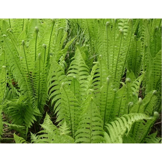 Európai struccpáfrány MATTEUCCIA STRUTHIOPTERIS K1,5