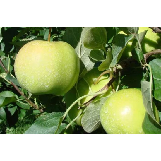 Golden Delicious alma MALUS DOMESTICA GOLDEN DELICIOUS K10-12