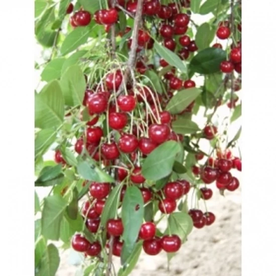 Cigánymeggy 59 PRUNUS CERASUS CIGÁNYMEGGY 59 K10