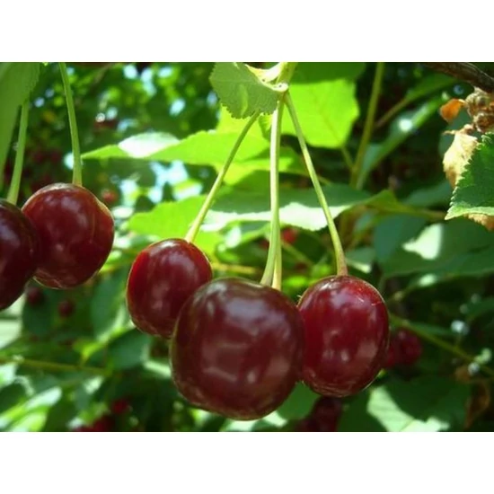 Favorit meggy PRUNUS CERASUS FAVORIT K10