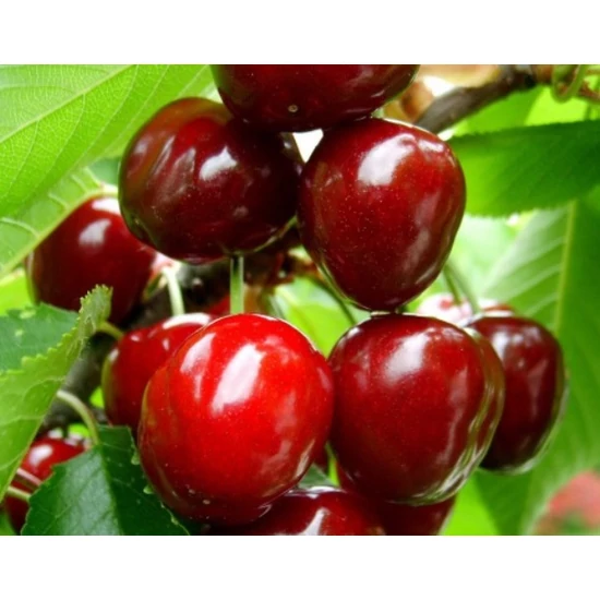 Alex cseresznye PRUNUS AVIUM ALEX K10
