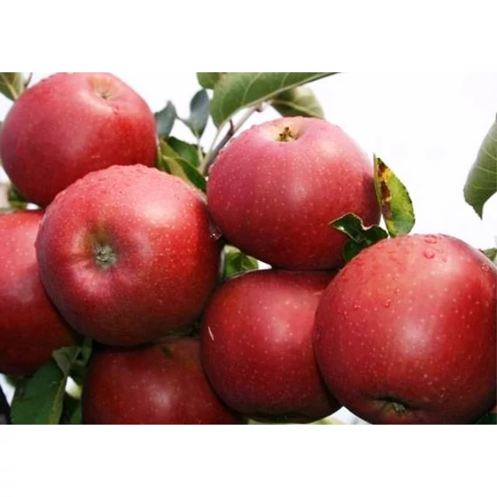 Jonaprince alma Malus domestica