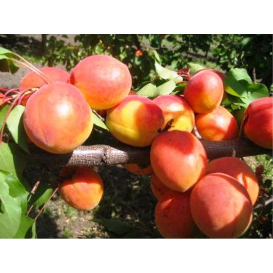 Újvidéki bőtermő kajszi Prunus armeniaca