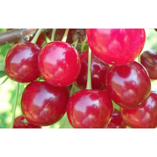 Korai Pipacs meggy Prunus cerasus