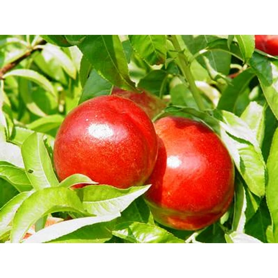 Caldesi 2020 nektarin Prunus persica
