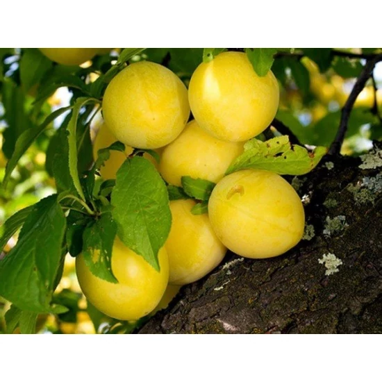 Japán Shiro szilva Prunus salicina