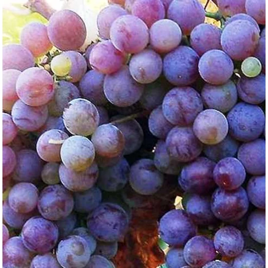 Flóra csemegeszőlő VITIS VINIFERA FLÓRA R73 (KÜLÖNLEGES CSEMEGE) SZGY