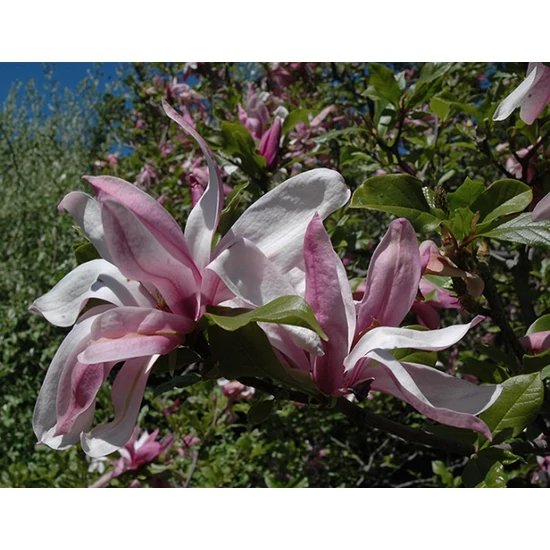 Liliomfa MAGNOLIA RICKI 125/150*