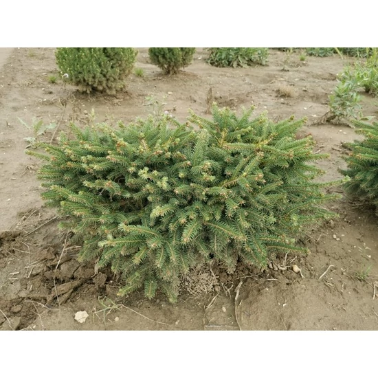 Törpe fészekfenyő PICEA ABIES NIDIFORMIS 40/50*
