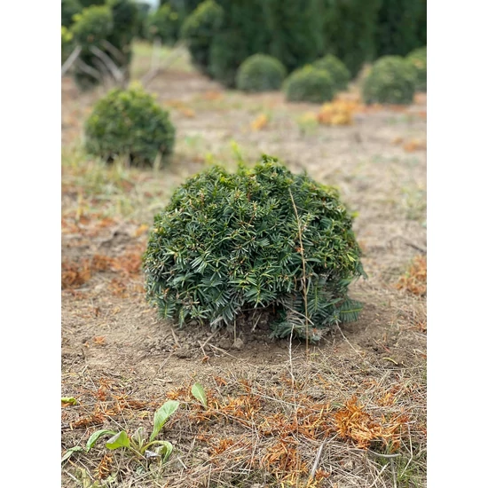 Aranylombú terülő tiszafa TAXUS BACCATA SUMMERGOLD GÖMBRE NYÍRT 40/60*