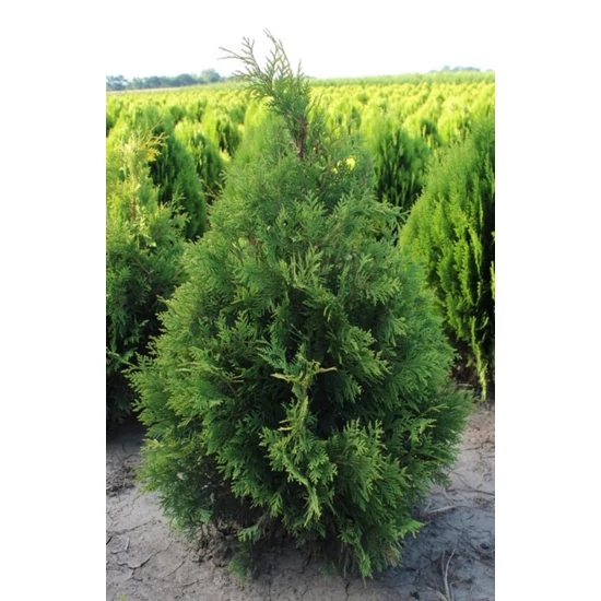 Nyugati tuja THUJA OCCIDENTALIS YELLOW RIBBON 100/125*