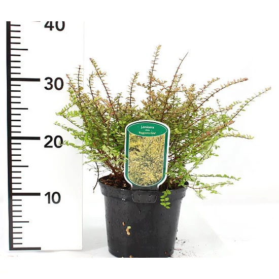 Fényes levelű lonc  LONICERA NITIDA MAIGRÜN K2