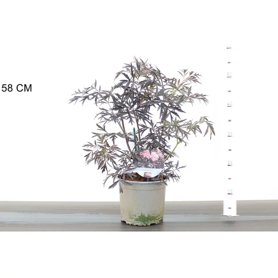 Bordó levelű bodza SAMBUCUS NIGRA BLACK LACE 40/50 K3