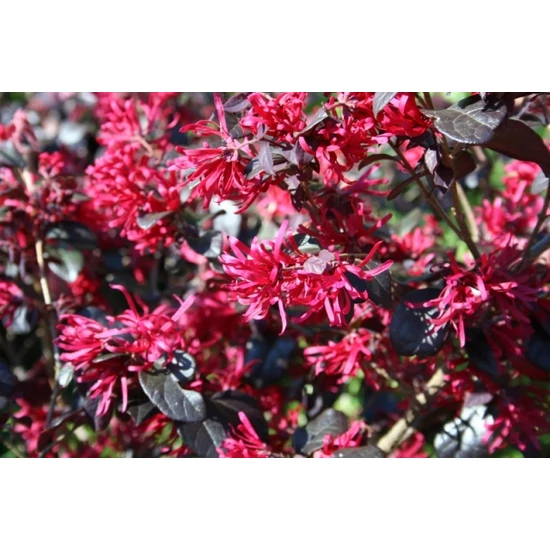 Kínai rojtosvirág   LOROPETALUM CHINENSE BLACK PEARL 20/40 K9  