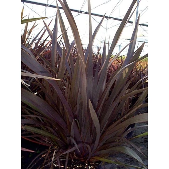 Vászonfű   PHORMIUM TENAX PURPUREUM K20