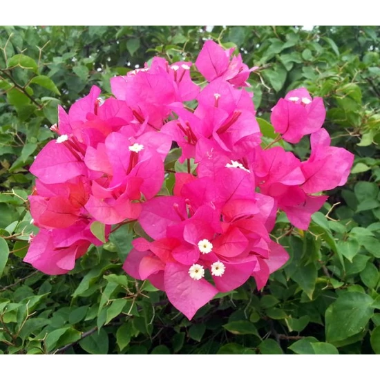 Murvafürt   BOUGAINVILLEA GLABRA SANDERIANA GÖMB 35/45 K13