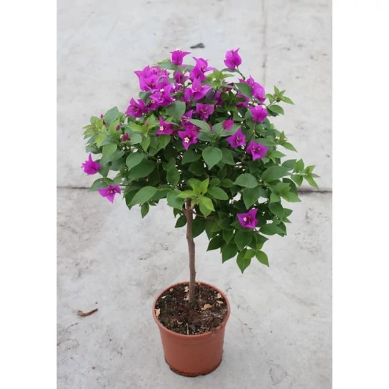 Murvafürt   BOUGAINVILLEA GLABRA SANDERIANA T1/4 K3