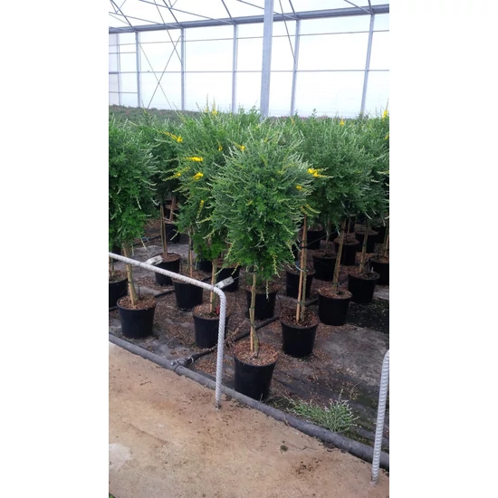 Seprűzanót    CYTISUS RACEMOSUS T1/4 K3
