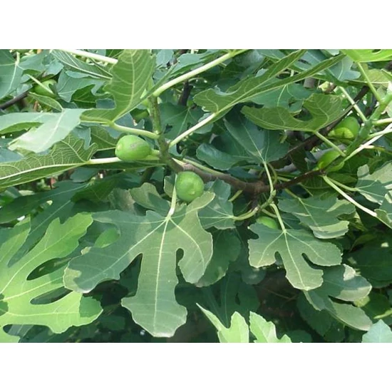 Füge Ficus carica