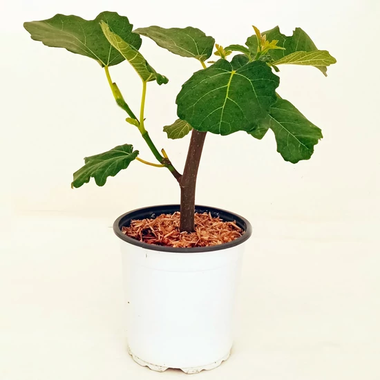 Füge Ficus carica