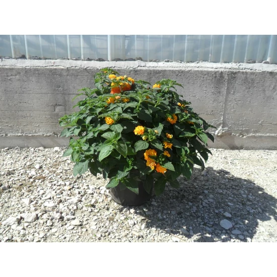 Sétányrózsa   LANTANA CAMARA GÖMB 30/40 K5