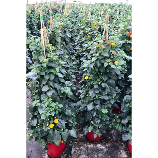 Sétányrózsa   LANTANA CAMARA PIRAMIS 100/110 K7,5