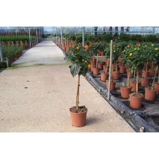 Sétányrózsa   LANTANA CAMARA T1/4 K3