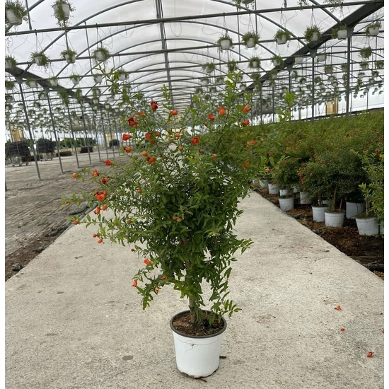 Törpe gránátalma PUNICA GRANATUM NANUM MINI TÖRZSES K3