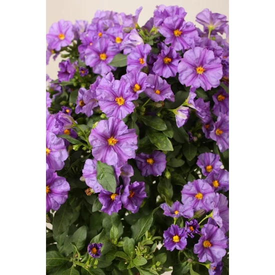 Enciánfa   SOLANUM RANTONNETII BLUE GÖMB 25/35 K3