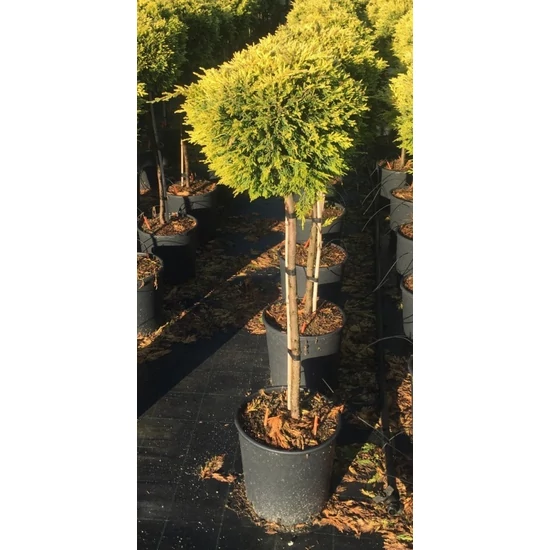 Aranylombú leyland ciprus CUPRESSOCYPARIS LEYLANDII GOLD RIDER T100 KÚP**