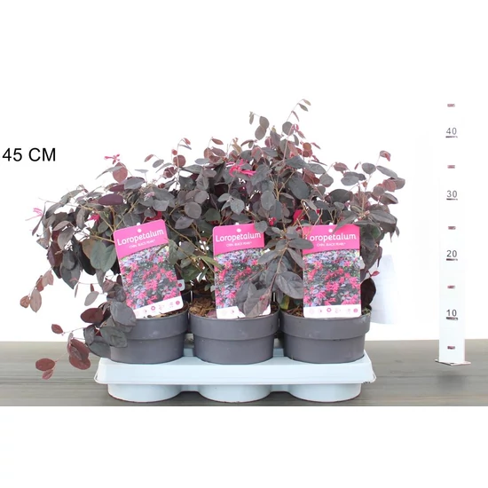 Kínai rojtosvirág LOROPETALUM CHINENSE BLACK PEARL 20/25 CS15