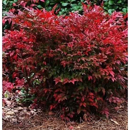Japán szentfa   NANDINA DOMESTICA GULF STREAM 30/40 K9