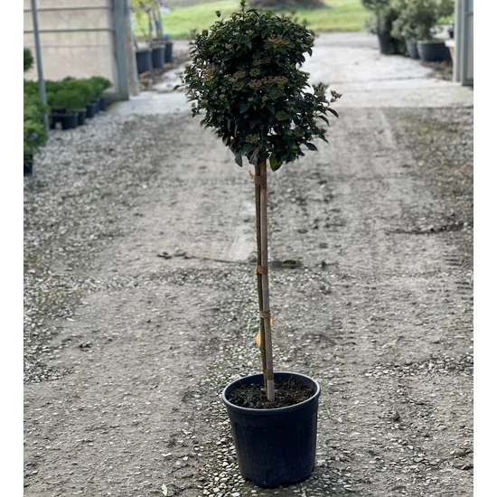 Téli bangita   VIBURNUM TINUS EVE PRICE T1/2 35/40 K12