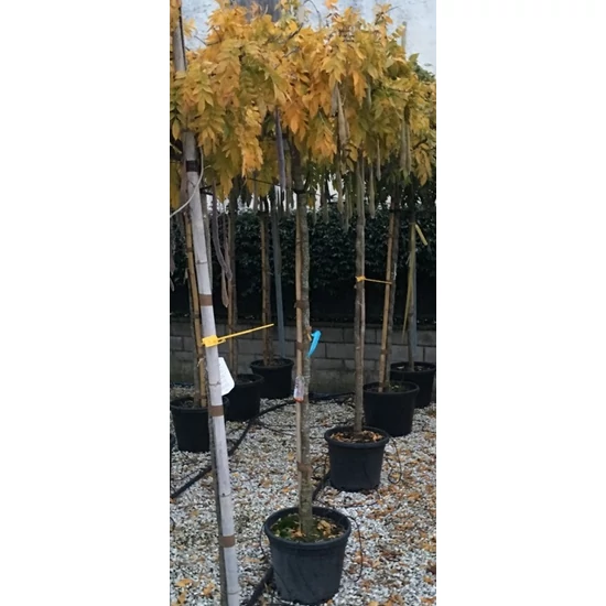 Japán lilaakác   WISTERIA FLORIBUNDA T200 8/10 K35