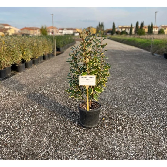 Tarka levelű ezüstfa  ELAEAGNUS EBBINGEI VIVILEG 50/+ K9