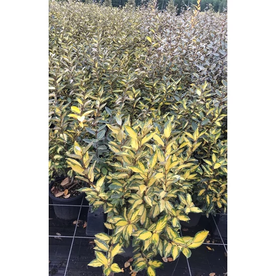 Tarka levelű ezüstfa  ELAEAGNUS EBBINGEI GILT EDGE K10