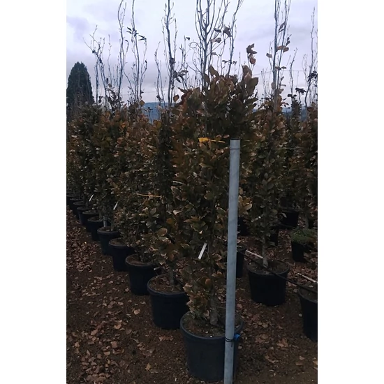 Oszlopos vérbükk   FAGUS SYLVATICA DAWYCK PURPLE 350/+ K50