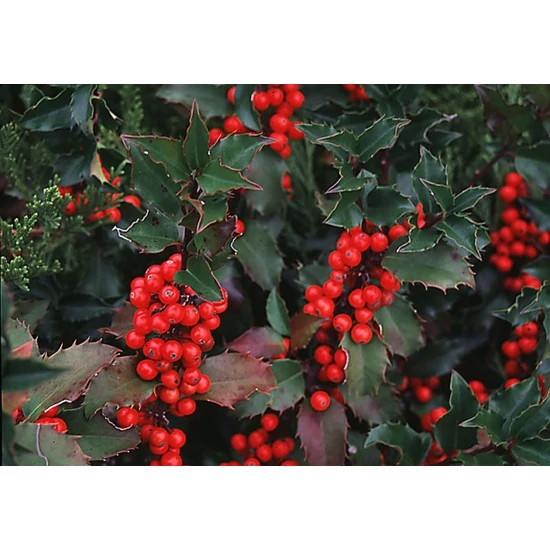 Kékeslevelű magyal   ILEX MESERVEAE BLUE PRINCESS 60/80 K20