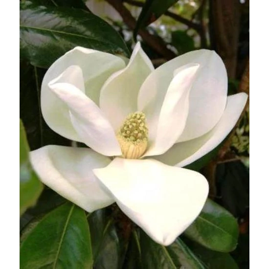 Örökzöld liliomfa   MAGNOLIA GRANDIFLORA GALLISONIENSIS T200 14/16 K45