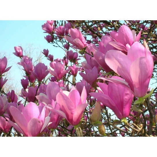 Nagyvirágú liliomfa   MAGNOLIA SOULANGEANA 80/100 K10