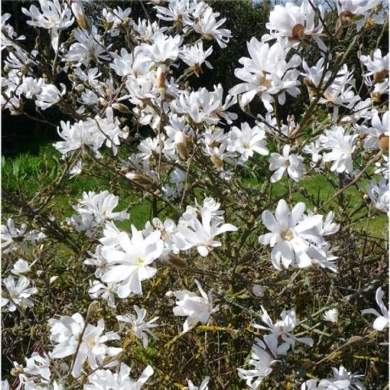Csillagvirágú liliomfa   MAGNOLIA STELLATA 100/125 K10