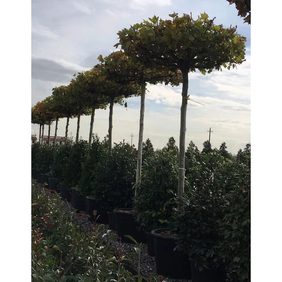 Juharlevelű platán   PLATANUS ACERIFOLIA T250 30/+  K375