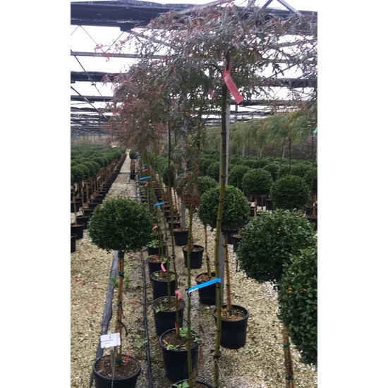 Szeldelt levelű japán juhar ACER PALMATUM DISSECTUM CRIMSON PRINCESS T1/2 K20