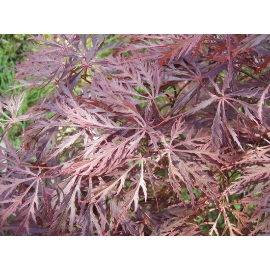Szeldelt levelű japán juhar ACER PALMATUM DISSECTUM GARNET T200 K18