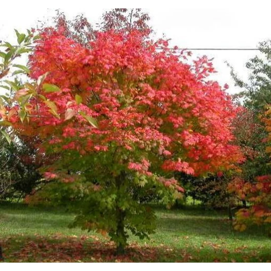 Japán juhar   ACER JAPONICUM VITIFOLIUM 150/175 K30