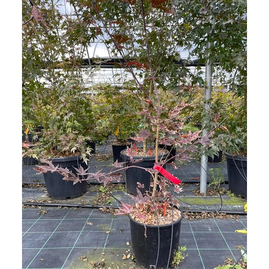 Japán juhar   ACER PALMATUM ATROPURPUREUM 80/100 K10