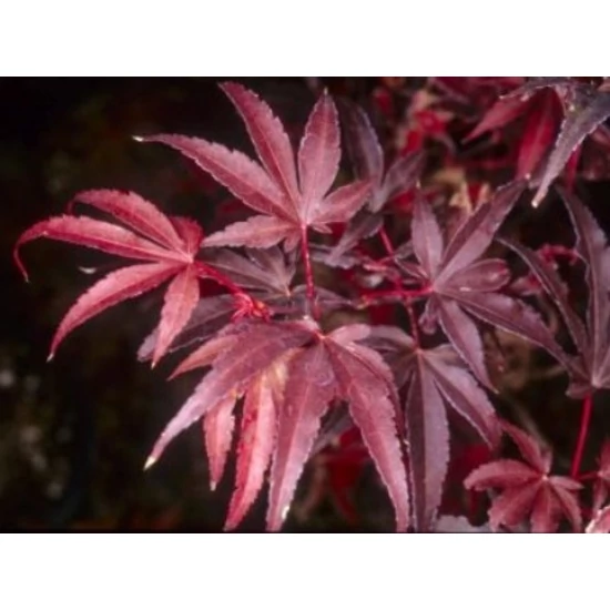 Japán juhar   ACER PALMATUM SKEETER'S BROOM 100/125 K15