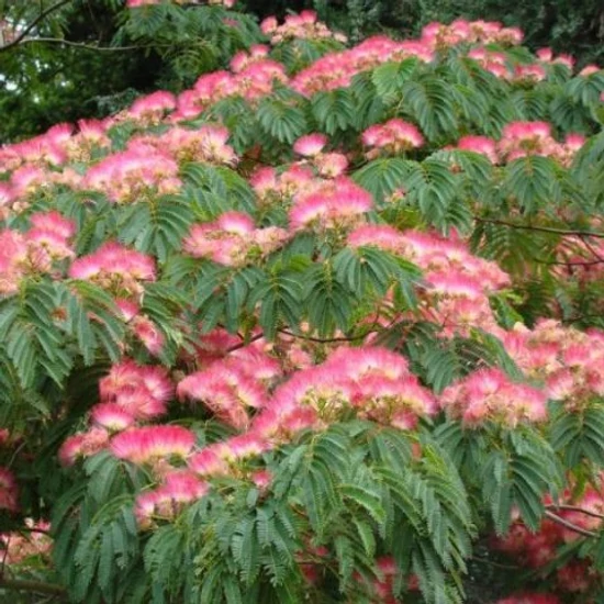 Selyemakác    ALBIZIA JULIBRISSIN OMBRELLA 12/14 K45