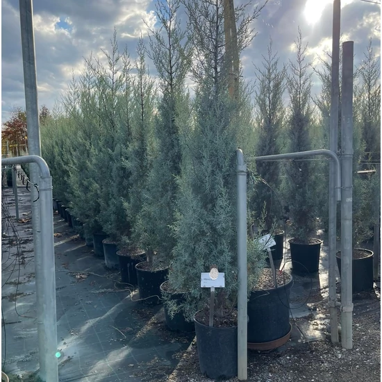 Oszlopos, kék arizoniai ciprus CUPRESSUS ARIZONICA FASTIGIATA 175/200 K18